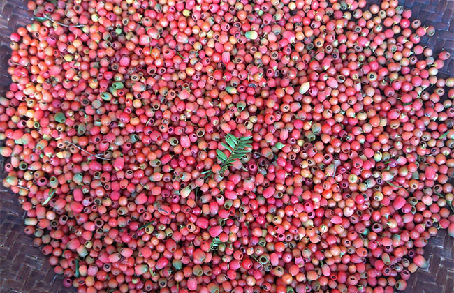 紅豆杉種子 紅豆杉種子