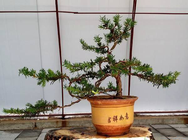 紅豆杉蟲害 紅豆杉蟲害