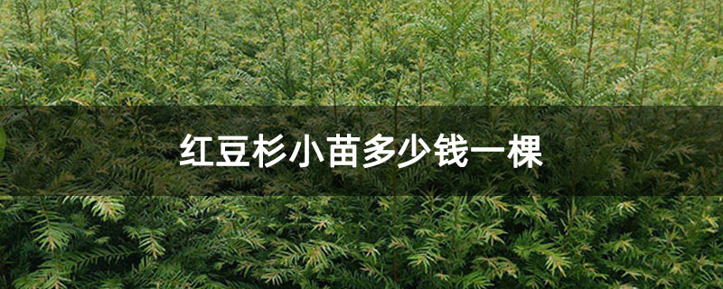 紅豆杉小苗多少錢一棵 紅豆杉小苗多少錢一棵