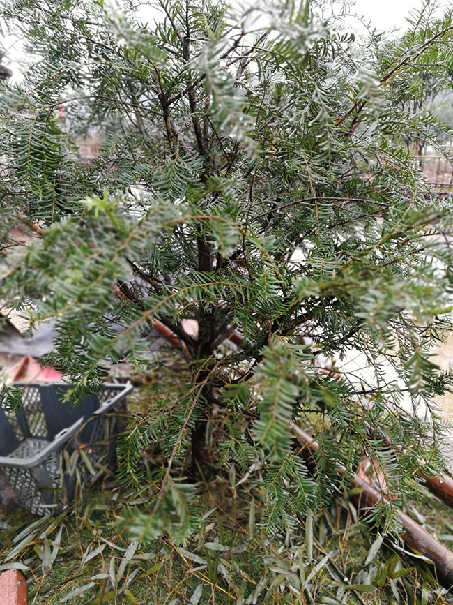 紅豆杉