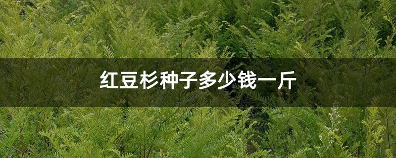 紅豆杉種子多少錢一斤 紅豆杉種子多少錢一斤