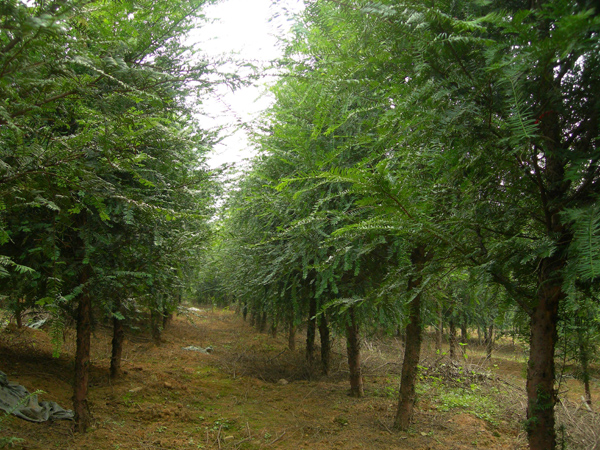 紅豆杉 紅豆杉