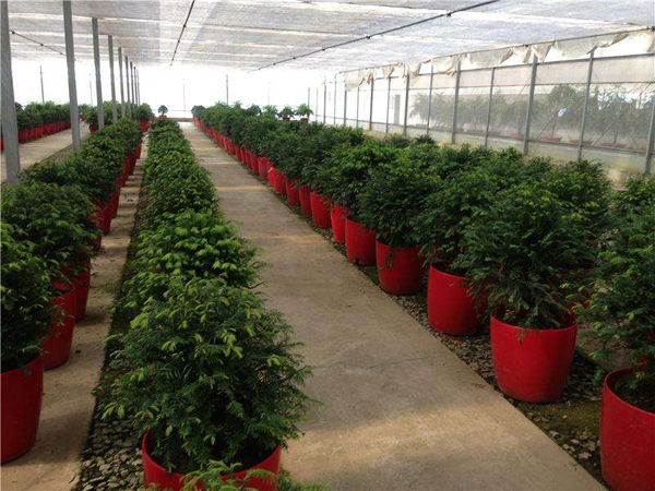 紅豆杉 紅豆杉