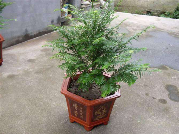 紅豆杉 紅豆杉