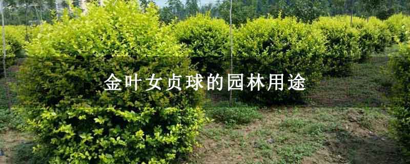 金葉女貞球的園林用途 金葉女貞球的園林用途