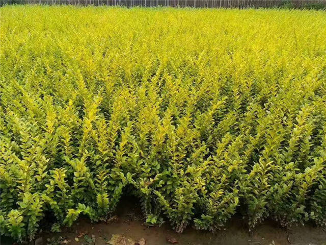 金葉女貞照片種植基地實拍 金葉女貞照片種植基地實拍