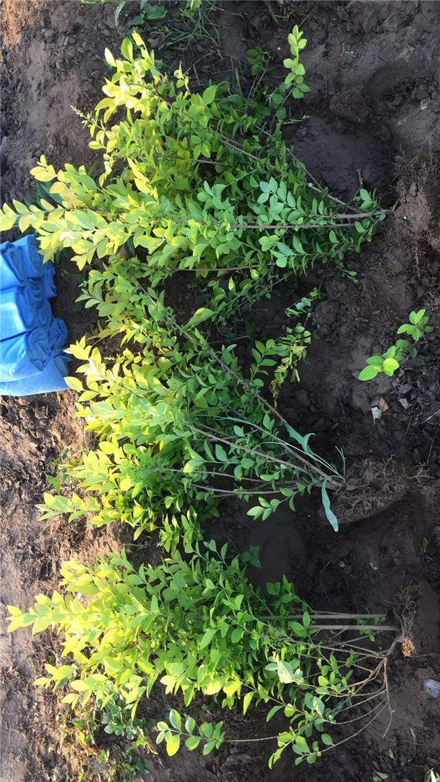 金葉女貞照片種植基地實拍 金葉女貞照片種植基地實拍
