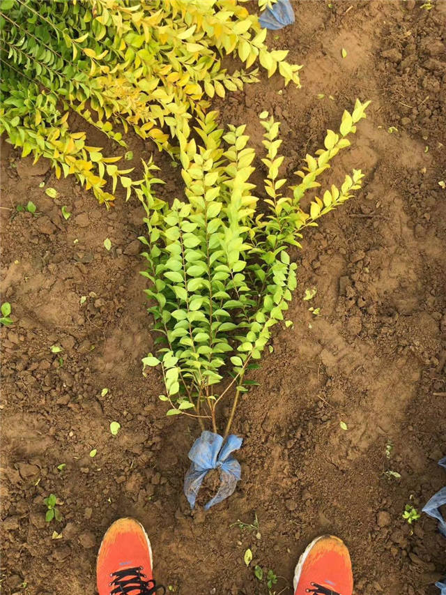 金葉女貞照片種植基地實拍 金葉女貞照片種植基地實拍