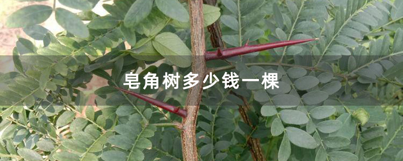 皂角樹 皂角樹