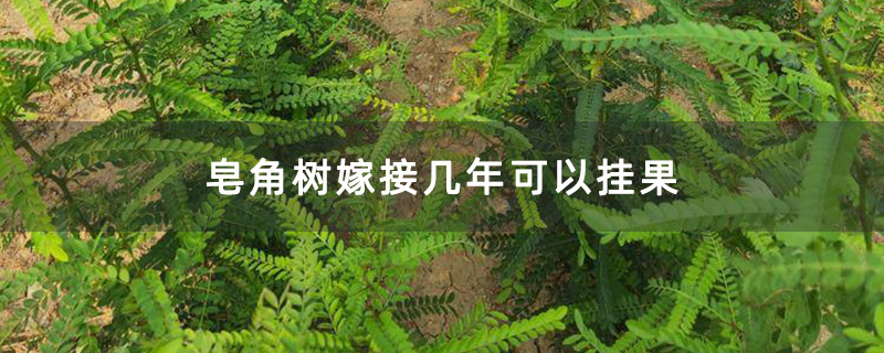 皂角樹嫁接小苗 皂角樹嫁接小苗