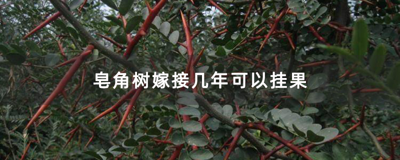 皂角樹苗 皂角樹苗