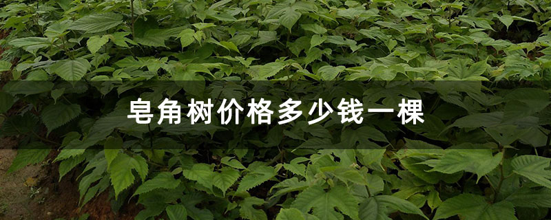皂角樹價格多少錢一棵 皂角樹價格多少錢一棵