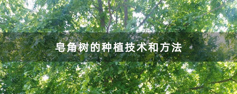 皂角樹基地 皂角樹基地
