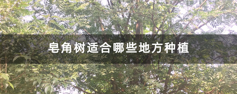 皂角樹適合哪些地方種植 皂角樹適合哪些地方種植