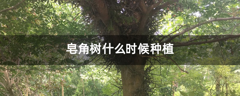 皂角樹什么時候種植 皂角樹什么時候種植