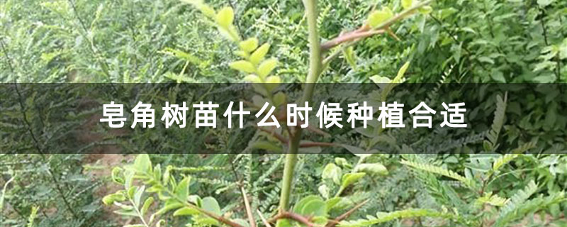 皂角樹苗什么時候種植合適 皂角樹苗什么時候種植合適