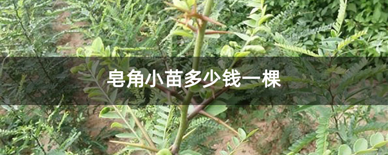 皂角小苗多少錢一棵 皂角小苗多少錢一棵