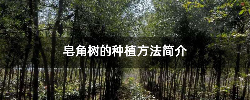 皂角樹的種植方法簡介 皂角樹的種植方法簡介