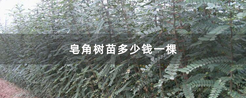 皂角樹苗