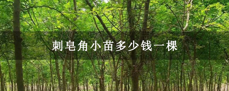刺皂角小苗多少錢一棵