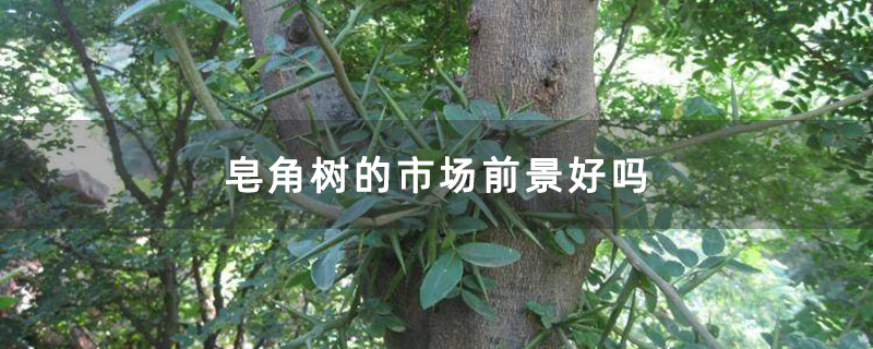 皂角樹大樹 皂角樹大樹