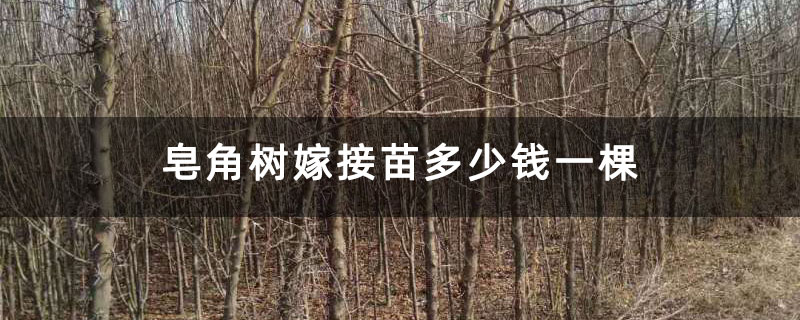 皂角樹嫁接苗多少錢一棵 皂角樹嫁接苗多少錢一棵