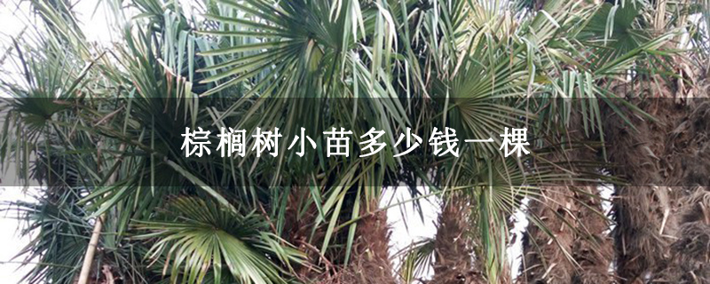 棕櫚樹小苗多少錢一棵 棕櫚樹小苗多少錢一棵