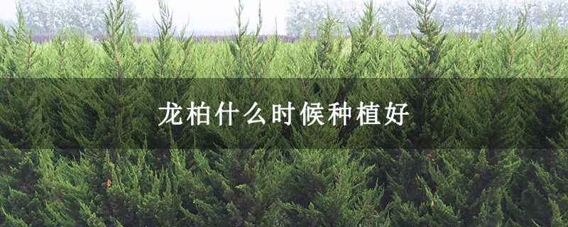 龍柏什么時候種植好 龍柏什么時候種植好