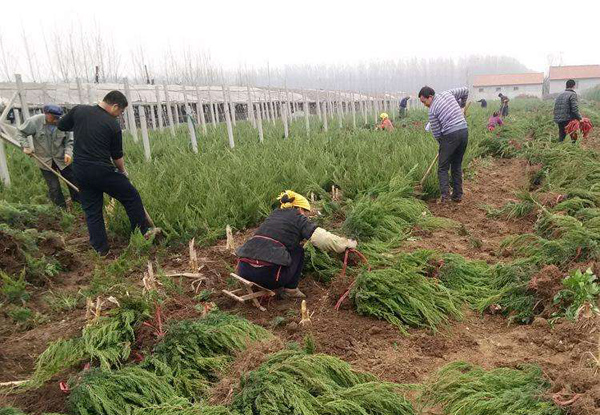 龍柏苗 龍柏苗