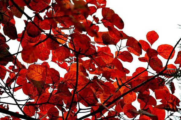 紅櫨 紅櫨