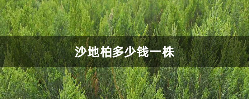 沙地柏多少錢一株 沙地柏多少錢一株