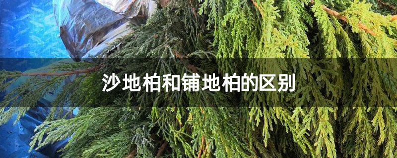 沙地柏和鋪地柏的區別 沙地柏和鋪地柏的區別