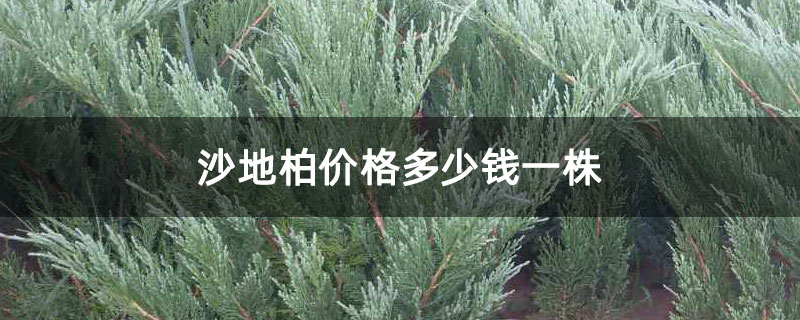 沙地柏價格多少錢一株 沙地柏價格多少錢一株