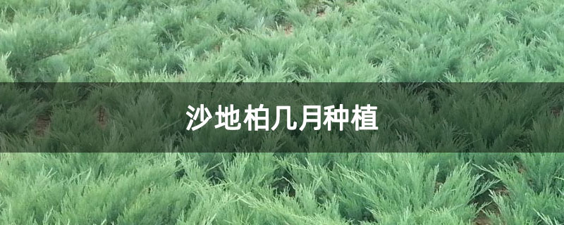 沙地柏幾月種植
