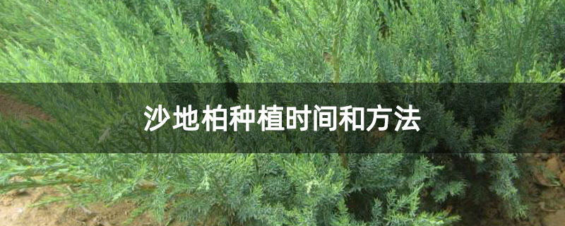 沙地柏種植時間和方法 沙地柏種植時間和方法