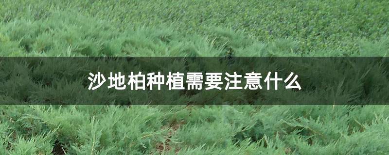 沙地柏種植需要注意什么 沙地柏種植需要注意什么