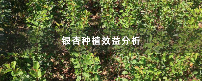 銀杏種植效益分析 銀杏種植效益分析