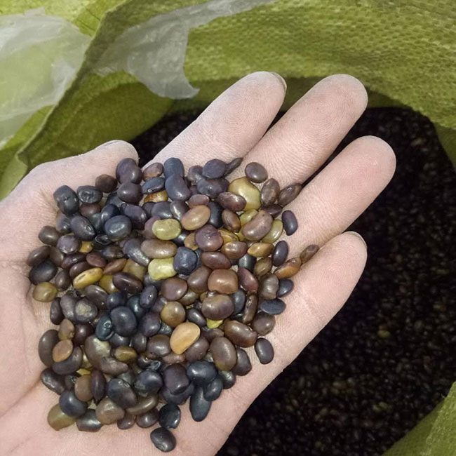 國槐種子 國槐種子