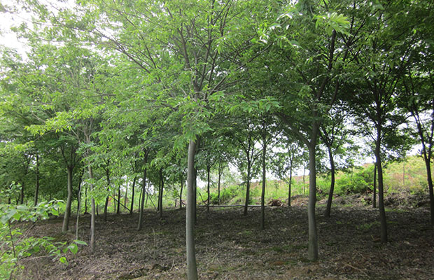 櫸樹8.jpg