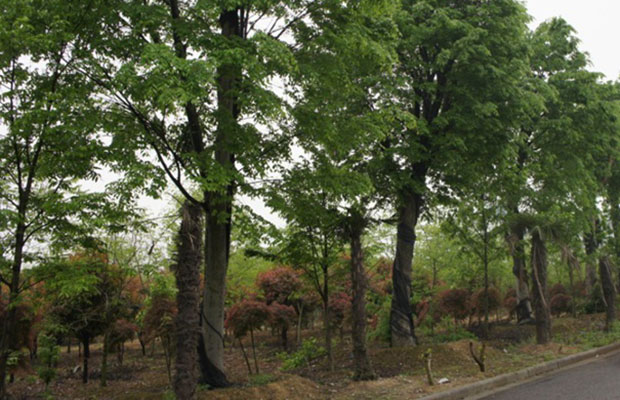 櫸樹6.jpg