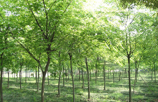 櫸樹4.jpg