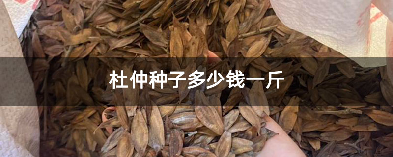 杜仲種子多少錢一斤 杜仲種子多少錢一斤