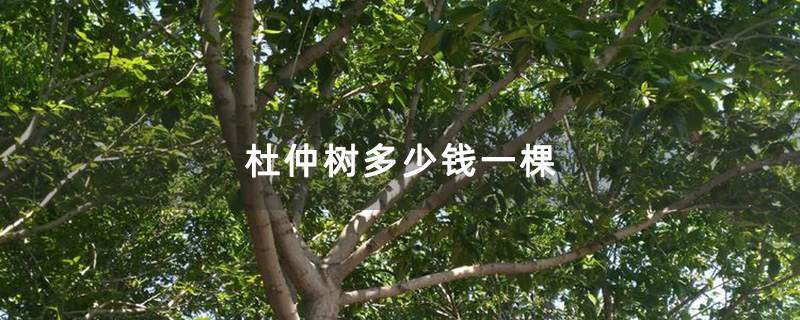 杜仲樹種植基地 杜仲樹種植基地