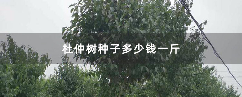 杜仲樹苗種植基地實拍圖 杜仲樹苗種植基地實拍圖