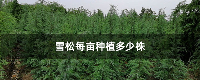 雪松每畝種植多少株 雪松每畝種植多少株
