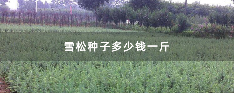 雪松小苗基地實拍圖 雪松小苗基地實拍圖