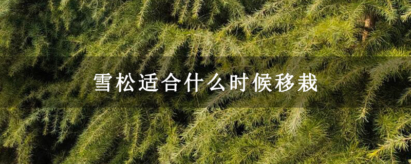 雪松適合什么時候移栽 雪松適合什么時候移栽