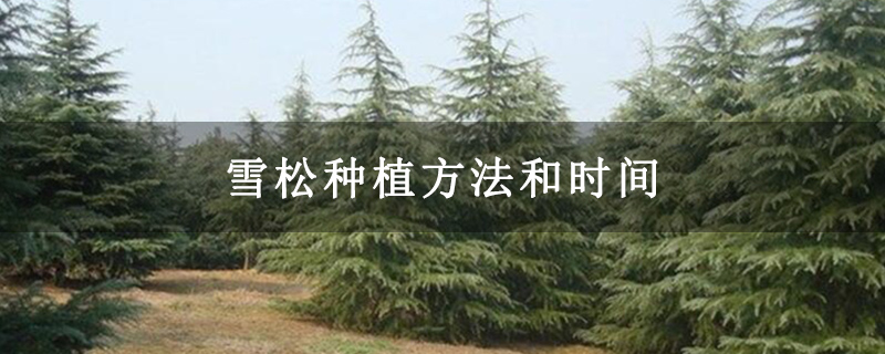 雪松種植方法和時間 雪松種植方法和時間