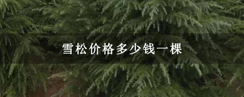 雪松價格多少錢一棵 雪松價格多少錢一棵