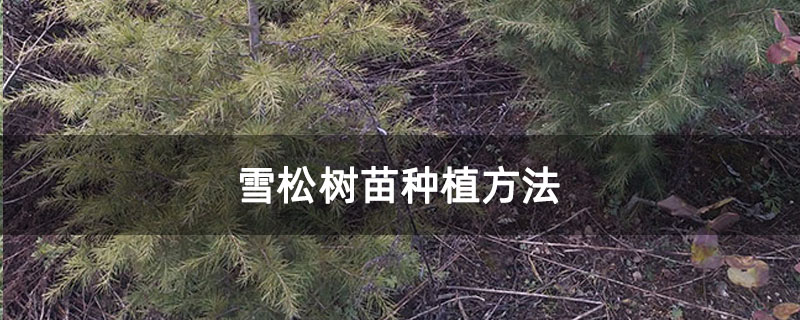 雪松樹苗種植方法 雪松樹苗種植方法